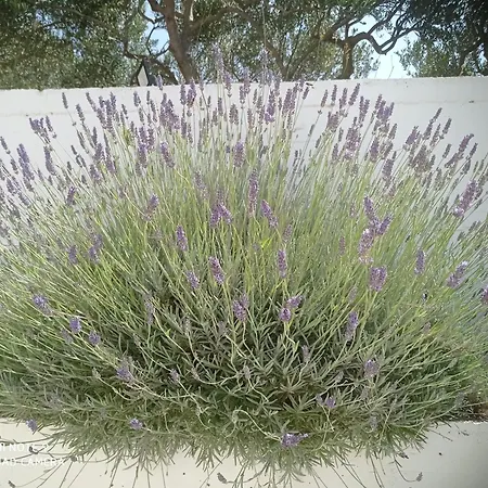 Lavanda Zivogosce *
